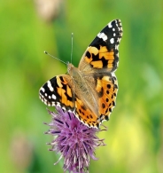 Метелики п&#39;ють кров: 22 цікаві факти про життя цих красовитих комах